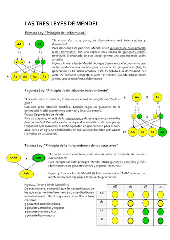 Leyes de Mendel