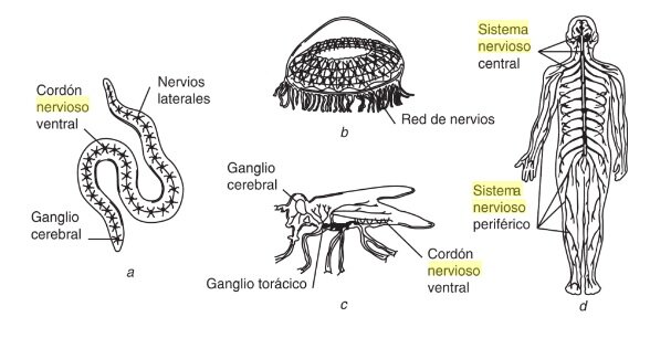Evolucion del sistema nervioso.