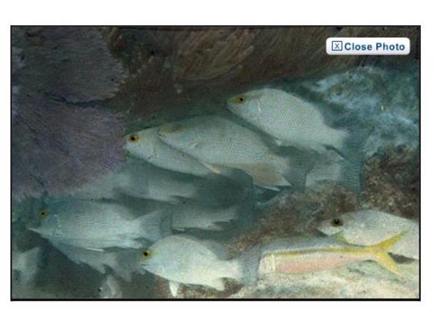 The first underwater colour photo