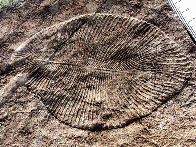 Surgimiento del primer cerebro