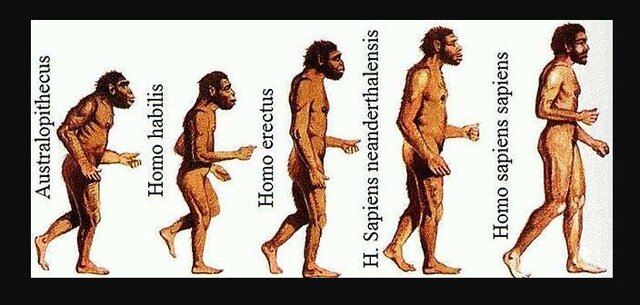 evolucion del homosapien