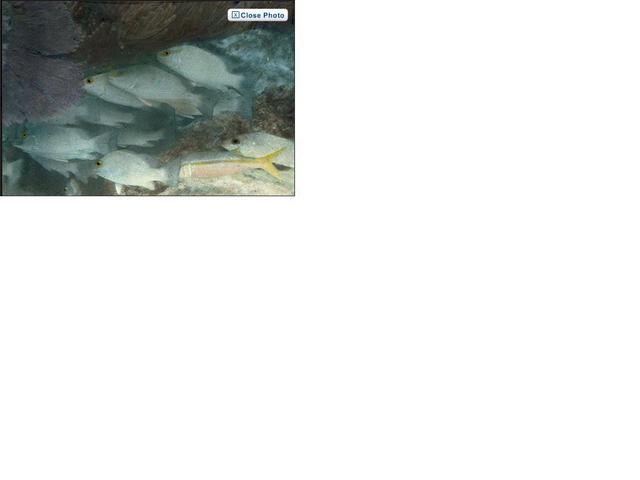 The First Underwater Colour Photo