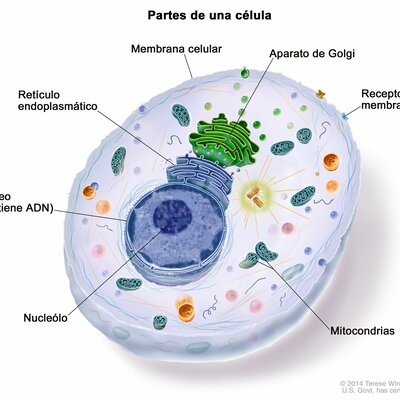 Timeline: Teoría celular