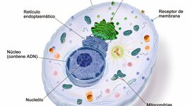 Timeline: Teoría celular