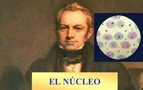 1831. Se identificó el núcleo de una célula
