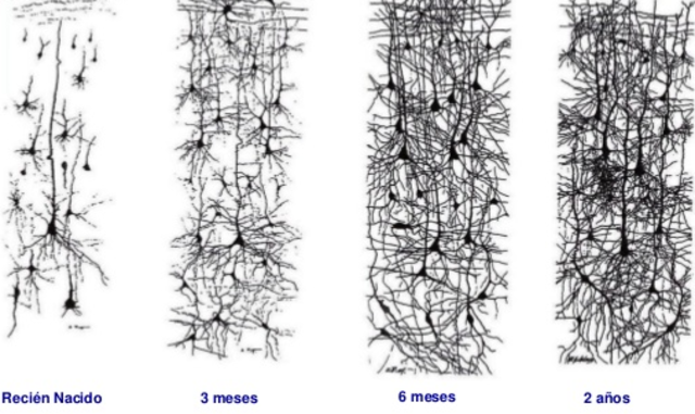 SURGIMIENTO DE LA PRIMERA AGRUPACIÓN NEURONAL