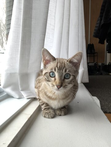 La naissance du deuxième petit chat