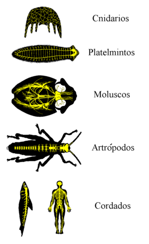 El origen del sistema nervioso en un animal de hace 10.000 millones de años