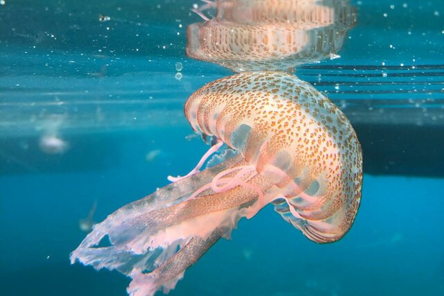 Las primeras neuronas