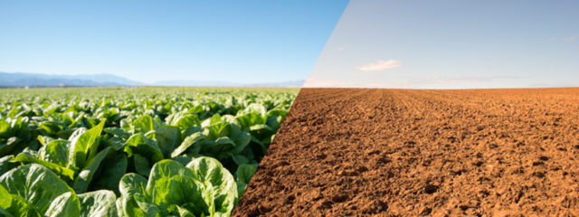 Climate Impacts on Agriculture and Food Supply