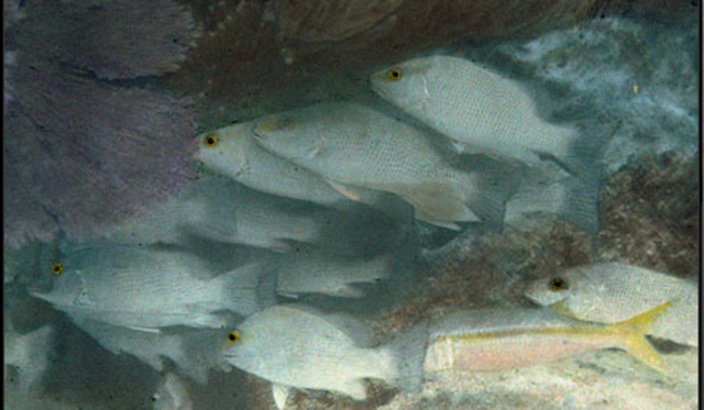 The First Underwater Colour Photo