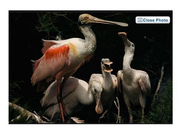 The first magazine to publish everything in colour