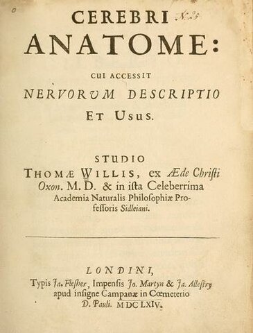 Anatomía del cerebro