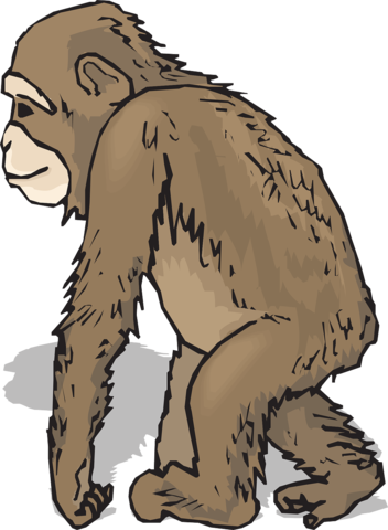 surgimiento hominidos y características