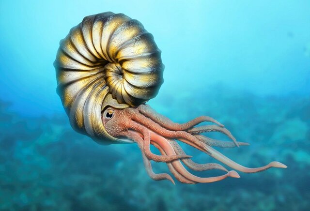 Desaparición de los Ammonites