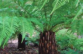 Expansión de extensas formaciones de helechos arborescentes