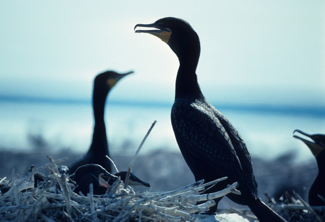 1st species restored, taken off E/T list