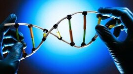 Timeline: Evolution of the brain and SN