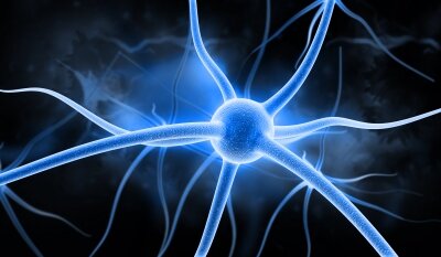 Surgimiento de las primeras neuronas