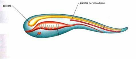 Surgimiento de la primera agrupación neuronal