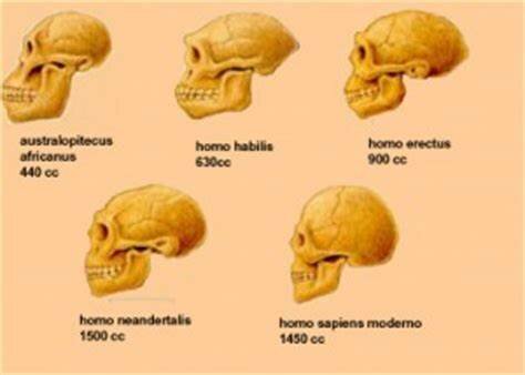 Evolución del cerebro humano (Claves en su evolución)