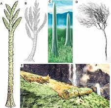 Ordovicico  SUELO* 470 Ma