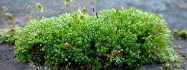 Silúrico SUELO 430* Ma