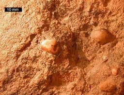 Devónico SUELO 380 Ma