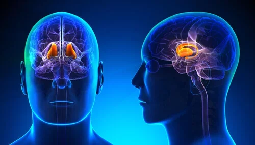 Existencia del área visual en el córtex