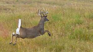 Almost hit a deer