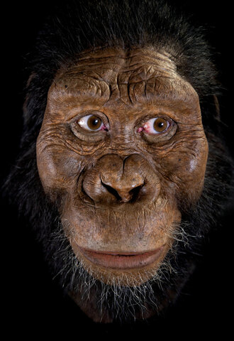 PRIMERS HOMINIDS