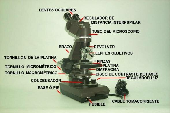 Microscopio de Contaste de Fases