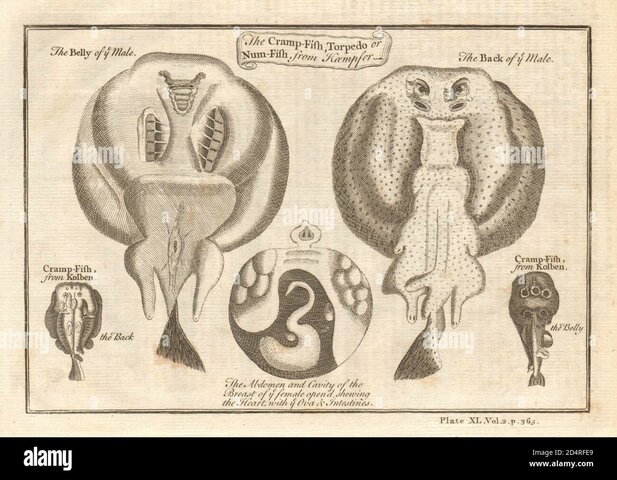 El pez torpedo un pez eléctrico