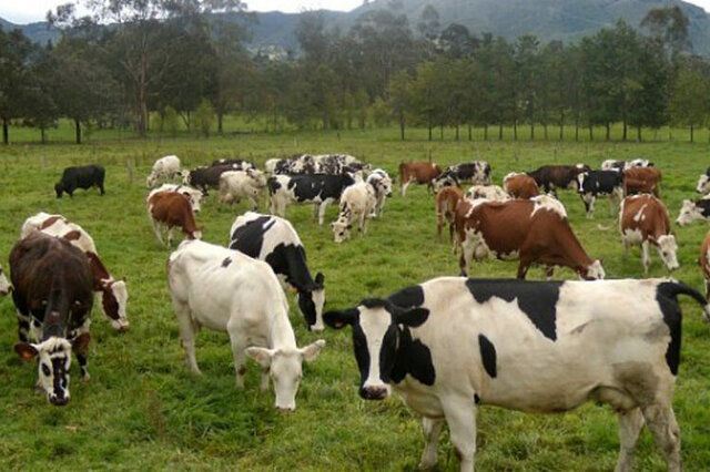 Ley de Desarrollo Pecuario del estado de Tabasco.