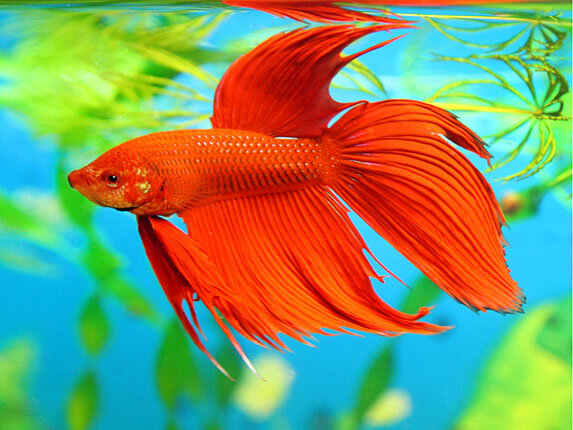 La meva primera mascota peix betta vermell (Jake)