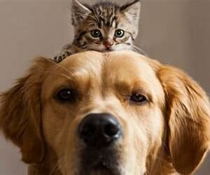 El meu gos hi el meu gat (gos-Thiana) (gat-Pascal)