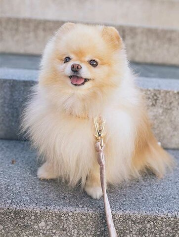 Em van regala un gos