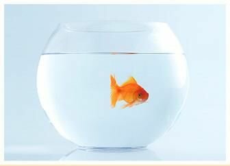 2018 Em regalent un peix.