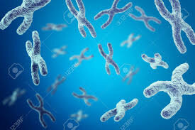 Se identificaron cromosomas en células vegetales