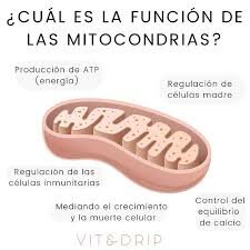 Identifican las mitocondrias