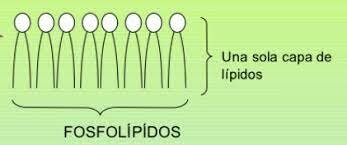 Naturaleza de la membrana celular