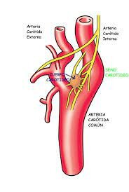Corpúsculo carotídeo