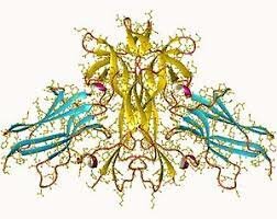 Avances en el estudio del neurotrofismo