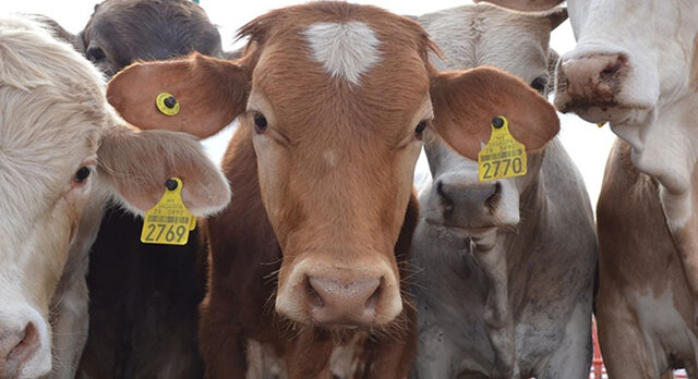 Programa de Crédito Ganadero