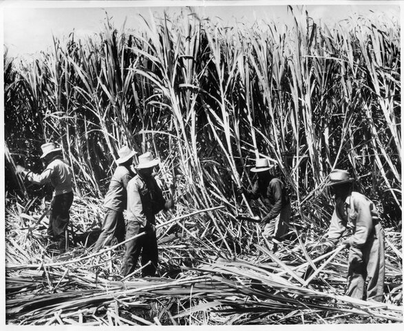 Hawaiian Sugar Cane Brings Japanese