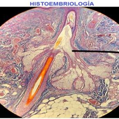 Timeline: Historia de la Histoembriología