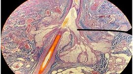 Timeline: Historia de la Histoembriología