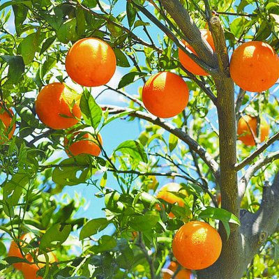 Timeline: Línea del tiempo sobre el árbol del naranjo.