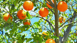 Timeline: Línea del tiempo sobre el árbol del naranjo.