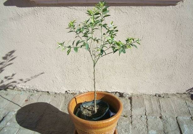 CRECIMIENTO DEL ÁRBOL